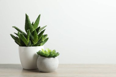 Aloe vera ve ahşap bir masada saksılarda sulu