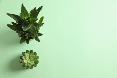 Aloe vera ve renkli arkaplandaki saksılarda sulu