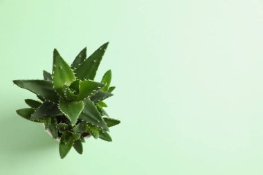 Aloe vera renkli arkaplanda çömlekte