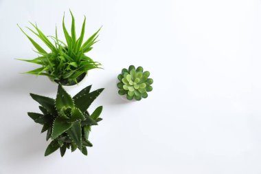 Beyaz arka planda saksılarda çeşitli bitkiler