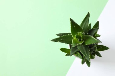 Aloe vera renkli arkaplanda çömlekte
