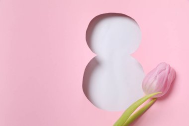 Pembe arka planda taze bahar laleleri olan 8 numara. Asgari Kadın Günü, 8 Mart konsepti. 