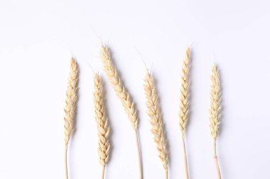 Beyaz arka planda kurumuş güzel çiçekler. Metin için yer, üst görüntü