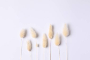 Beyaz arka planda kurumuş güzel çiçekler. Metin için yer, üst görüntü