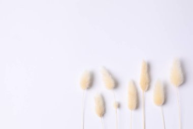 Beyaz arka planda kurumuş güzel çiçekler. Metin için yer, üst görüntü