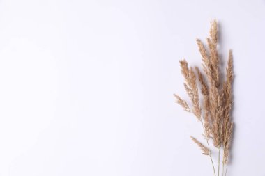 Beyaz arka planda kurumuş güzel çiçekler. Metin için yer, üst görüntü