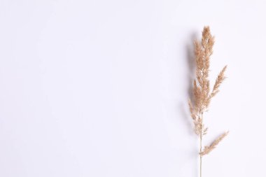 Beyaz arka planda kurumuş güzel çiçekler. Metin için yer, üst görüntü