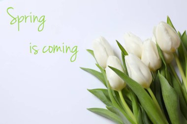 Taze laleler ve metin yayları renk arkaplanına geliyor