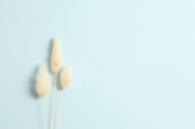 Renkli arka planda kurumuş güzel çiçekler. Metin için yer, üst görüntü