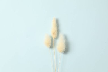 Renkli arka planda kurumuş güzel çiçekler. Metin için yer, üst görüntü