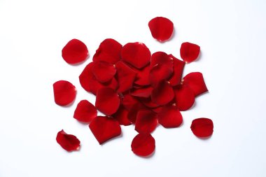 Beyaz arkaplanda kırmızı gül yaprakları