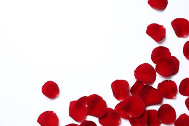 Beyaz arkaplanda kırmızı gül yaprakları