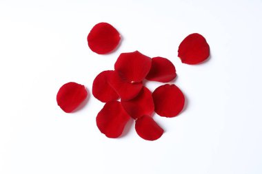 Beyaz arkaplanda kırmızı gül yaprakları