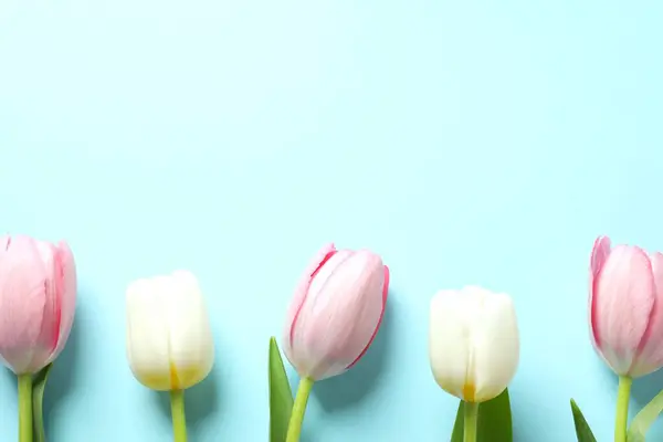 Beautiful tulips on colored background