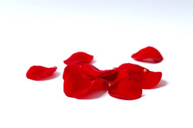 Beyaz arkaplanda kırmızı gül yaprakları