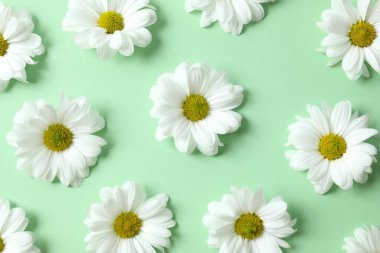 Renkli bir arkaplanda beyaz papatya çayı