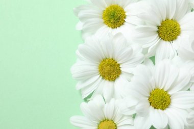 Renkli bir arkaplanda beyaz papatya çayı