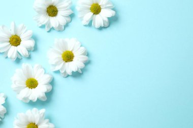 Renkli bir arkaplanda beyaz papatya çayı