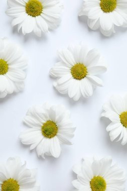 Beyaz arka planda beyaz papatya çayı