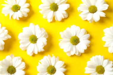 Renkli bir arkaplanda beyaz papatya çayı