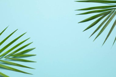 Green palm leaves on a colored background