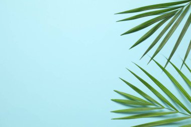 Green palm leaves on a colored background