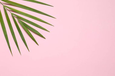 Yeşil palmiye yaprakları renk arka plan üzerinde