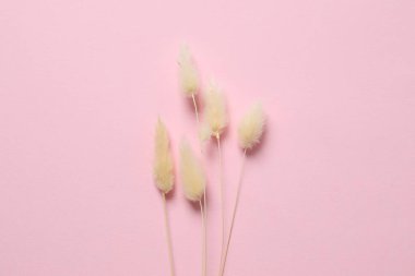 Renkli arka planda kurumuş güzel çiçekler. Metin için yer, üst görüntü