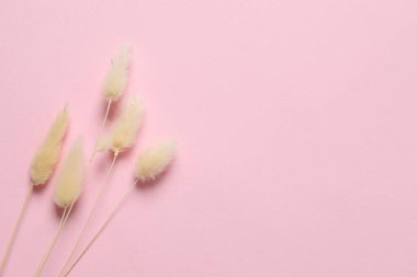 Renkli arka planda kurumuş güzel çiçekler. Metin için yer, üst görüntü