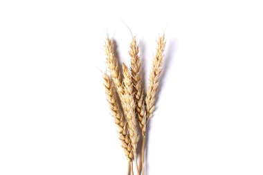 Kurumuş çiçekler beyaz arka planda izole edilmiş