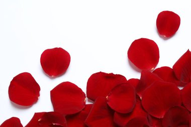 Beyaz arkaplanda kırmızı gül yaprakları