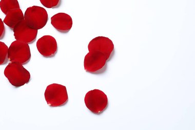 Beyaz arkaplanda kırmızı gül yaprakları