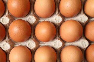 taze yumurta karton bir tepsi içinde