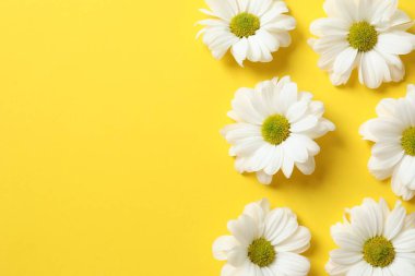 Renkli arkaplanda güzel papatya çayı