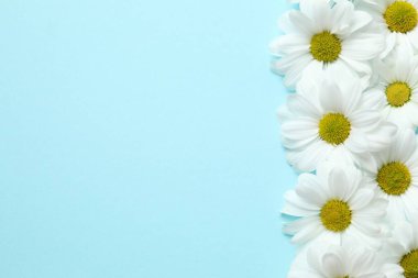 Renkli arkaplanda güzel papatya çayı