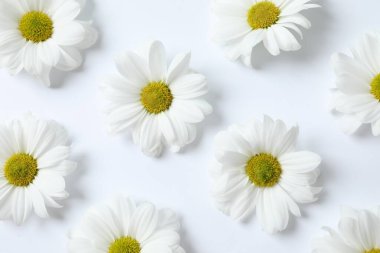 Beyaz arka planda güzel papatya çayı