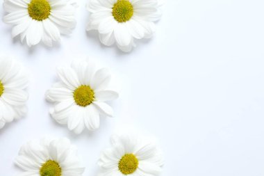 Beyaz arka planda güzel papatya çayı