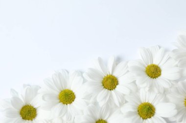 Beyaz arka planda güzel papatya çayı