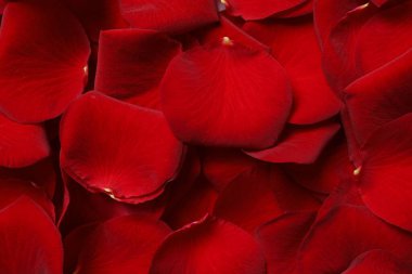 kırmızı gül yaprakları arka plan
