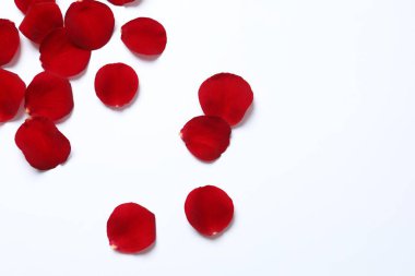 Beyaz arkaplanda kırmızı gül yaprakları