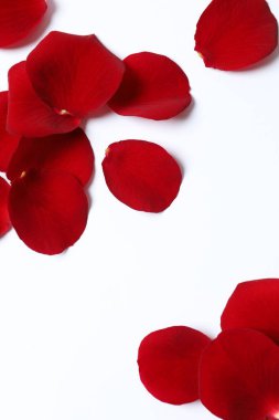 Beyaz arkaplanda kırmızı gül yaprakları 