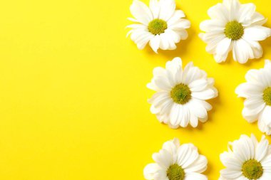 Renkli arkaplanda güzel papatya çayı