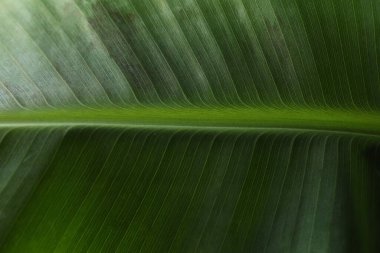 Kağıt kartlı açık pembe zarfın en üstteki resmi ve boş arkaplan üzerine lale çiçekleri.