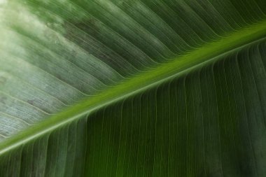 Kağıt kartlı açık pembe zarfın en üstteki resmi ve boş arkaplan üzerine lale çiçekleri.