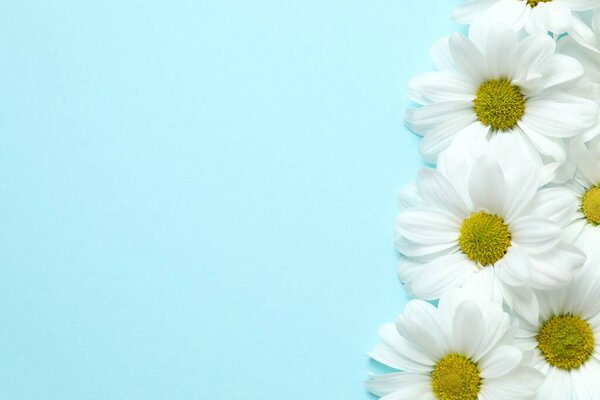 Beautiful chamomile on color background