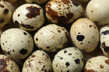 Bıldırcın yumurtası arka planı, kapatın.