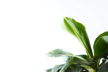 Beyaz arka planda güneş ışığında muz ağacı. Görünür dokusu olan tropik bitki yaprakları. Kirliliğin sembolü. Kapat, boşluğu kopyala