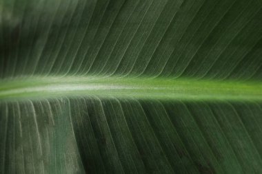 reen muz yaprağı, görüntüyü kapat