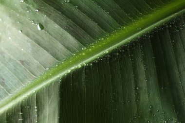 Su damlalı yeşil muz yaprağı, yakın görüş