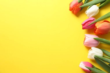 Renk arka plan üzerinde güzel taze laleler